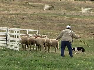  科羅拉多州:  美国:  
 
 Meeker Classic Sheepdog Championship Trials